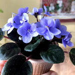 Light Blue African Violet Live Plant in 4” Pot, Blooming Indoor Houseplant, Easy Care Flowering Plant for Home or Office Décor