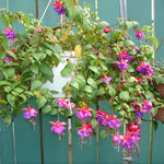 2 Dark Purple Fuchsia Live Plants 4-7'' Tall, Hardy Hanging Basket Flower Plant, Shade Loving Blooming Fuchsia Starter Plants