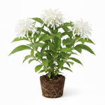 White Shrimp Plant Live, Live Shrimp Shrubs Plant, 5-7 Inches Tall, Easy Care Houseplant, Fragrant Blooms, Indoor Outdoor Growing