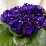 Purple African Violet Plant Live, 4 Inch Pot, Indoor Flowering Plant
