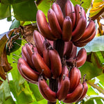 Banana Plant Live, Ornamental Zebrina Banana Tree Live Plant, Hardy Banana Fruit Seedling 4 to 8 Inch Tall, Indoor Outdoor