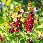 Red Chokecherry Tree Live Plant 8 to 14 Inch Tall, Chokecherry Plant Live in 2.5 Inch Pot to Grow