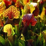 Hybrid Nepenthes Pitcher Plant Live in Pot, Pond Plant, Exotic Tropical for Indoor Outdoor Décor, Easy to Grow, Rare Variety, 7 Months Old