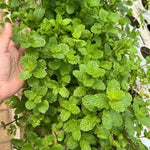 Peppermint Live Plant in 4 Inch Pot, Fresh Mint Herb Plant for Planting Indoor Outdoors Garden Home, Containers, Peppermint Plants Live