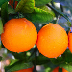 Orange Live Plant in 1 Gallon Pot, 1-2 Ft Tall Live Sweet Orange Citrus Fruit Tree Plant for Patio, Container or Outdoor Growing