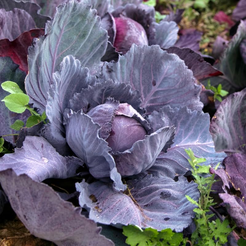 Red Cabbage Plants Live for Planting, 4 Inch Pot, Vegetable Cabbage Plants, Easy Care Plant for Outdoor Home Garden