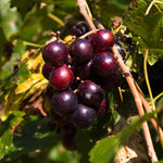 Black Muscadine Grape Live Plant, in 4" Pot, Cold Hardy Grape Vines 8-12" Tall for Garden or Vineyard Growing