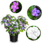 Set 2 Yesterday, Today, Tomorrow Plants, Brunfelsia Live Plants in Pot with Color-Changing Flowers, Indoor Outdoor Garden Shrub, Purple to White Blooming