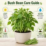 2 Green Bean Plants Live, Bush Bean Plants, 3-5 Inc Tall