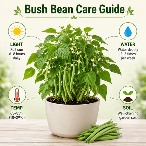 2 Green Bean Plants Live, Bush Bean Plants, 3-5 Inc Tall