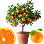 Sweet Seedless Mandarin Tree Live Plant Grafted 2-3 Feet, Fast-Growing and Bear Fruit for Citrus Garden Outdoor Planting Zones 9-11