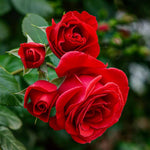 Rose Bush Live Plant, Heirloom Rose Plant Live for Planting, 5-10 Inch Tall, Fragrant Flowers Well Rooted Starter Plant, No Pot (Red Rose Plant)
