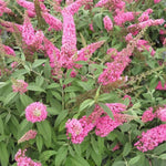 Pack 2 Butterfly Bushes Live Plant, Fragrant Buddleia Bush Shrub, 4 to 9 Inch Tall (Light Pink Blooms)