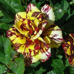 Yellow Deep Red Striped Climbing Rose Live Plants Bushes Fragrant Well Rooted - No Leaf - Cut Back for Planting, No Pot, 5-9 Inc Tall