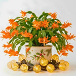 4 Christmas Cactus Plants Live, 5-9 Inch Tall (Orange)