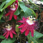 Pack 2 Passion Flower Plants, Burgundy Passiflora Vine Flowering Plant 4-7 Inch Tall, Indoor Outdoor Planting