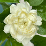 Jasmine Live Plant 4–8″ Tall, Jasmines Flower Vine, Fragrant White Blooms, Outdoor or Container Growing (Duke Jasmine)
