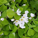 Live Oxalis Plant 5-10" Tall, Green Shamrock Perennial Plants in Pot, Well Rooted Ornamental Plant for Growing Indoor Outdoor