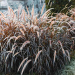 2 Red Purple Fountain Grass Plants Live for Planting, Ornamental Grass Live Plants, 5-9 Inch Tall, Purple Grass Indoor Outdoor