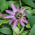 Pack 2 Passion Flower Plants, Lavender Passiflora Vine Flowering Plant 4-7 Inch Tall, Indoor Outdoor Planting