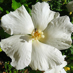 Althea Rose of Sharon Plant Live 6-13 Inc Tall, Hibiscus Syriacus Flowers Rose of Sharon Bush Shrub, in Pot (White)