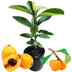 Loquat Tree Live Plant in Half Gallon Pot, 10-14 Inch Tall Fruit Tree Seedling, Hardy Loquat Plant for Outdoor Growing