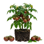 Set 2 Tomato Plants, Dark Purple Tomato Plants Live, 4-6 Inc Tall, Large Fruit Tomatoes for Container, Patio and Garden