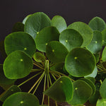 3 Money Tree Plants Live, Pilea Peperomioides Live Plants, 5 to 7 Inc in Height, Live Pilea Peperomioides Plants for Gardening Plant