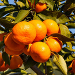 Tangerine Tree Live Plant, 1-2 Feet Tall in 1 Gallon Pot, Sweet Citrus Fruit Tree for Outdoor Garden, Patio, Balcony and Container Growing