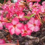 Adenium Desert Rose Plant Live, Desert Rose Live Plant, Succulent Plants from 4 to 7 Inch Long, Gardening Indoor Outdoor (Pink)