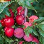 Red Plum Fruit Tree Live Plant, Home Orchard Tree, 3-4 Ft Tall