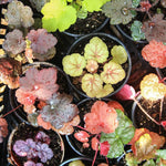 2-Pack Live Heuchera Coral Bells Plants, Mix Colorful Leaves, Vibrant Indoor Outdoor Planting