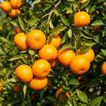 Live Tangerine Citrus Tree, 1-2 Ft Tall in 1 Gallon Pot, Fruit Bearing Tree for Indoor Outdoor Patio Garden and Home Growing