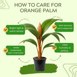 Palm Tree Live Plant, Fully Rooted in 3 Gallon Pot, Rare Tropical Plant Live for Indoor or Outdoor Growing, Orange