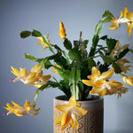 2 Yellow Christmas Cactus Plants, Thanksgiving Cactus 3-6 Inch Tall, Winter Succulents Flowers Container Hanging Basket Indoor Outdoor Planting