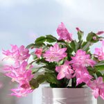 2 Pink Christmas Cactus Plants, Thanksgiving Cactus 3-6 Inch Tall, Winter Succulents Flowers Container Hanging Basket Indoor Outdoor Planting