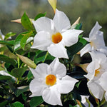 2 White Mandevilla Plants Live 4–7" Tall, Live Mandevilla Flowering Tropical Vines for Patio, Containers and Backyard Landscaping