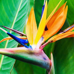 Set 4 Yellow Bird of Paradise Plants Live, 4-8 Inch Tall Tropical Plants for Indoor Outdoor Growing