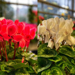 Set of 2 Cyclamen Plants Live, Hardy Cyclamen Plants, Vibrant Blooming Houseplant, 4 Inch Pot for Planting (Mix)