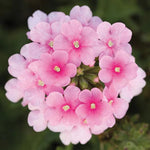 Pack 6 Pink Perennial Verbena Plants, Pink Verbena Live Plants, Verbena Flower Trailing Plants Live for Planting, Pink Verbena Plants in Zones 7 to 11