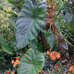 Set 2 Black Stem Colocasia Elephant Ear Plants Live 4–7 Inches Tall, Tropical Foliage Plants for Outdoor Garden, Large Leaf Plants for Patio, Containers or Landscape
