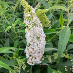 Butterfly Bush Plant Live, Perennial Buddleia Bushes Ready to Grow Outdoor 4-8 Inches (White Buddleia)