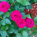 6 Months Old Climbing Rose Live Plant, Well Rooted 5-9" Tall, No Leaf, Ready to Plant Indoor Outdoor, Climber Rose Bush, Hybrid Tea Rose Like, Very Fragrant, Long Bloomer (Purple)