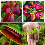 Pack 6 Mix Venus Flytraps Plants Live, Starter Plants Fly Trap Dionaea Muscipula for Growing