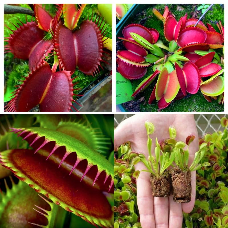 Pack 6 Mix Venus Flytraps Plants Live, Starter Plants Fly Trap Dionaea Muscipula for Growing