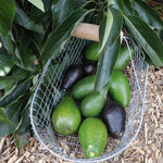 Live Early Season Avocado Tree Plant in 3 Gallon Pot, Cold Hardy Avocado Tree 2-3 Ft Tall, Ready to Bear Fruits