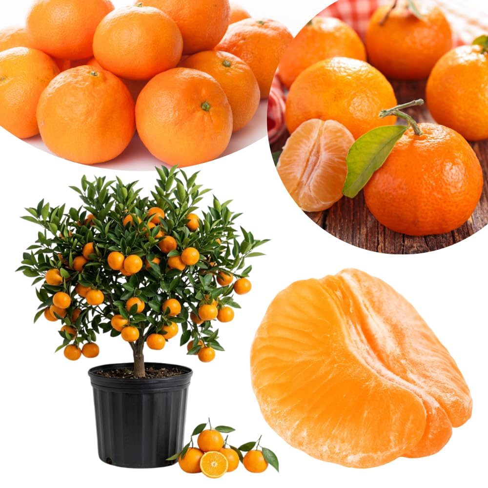 Clementine Mandarin Tree Live Plant, 1-2 Feet Tall in 1 Gallon Pot, Sweet Citrus Fruit Tree for Outdoor Garden, Easy Care Potted Citrus Tree