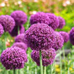 3 Allium Bulbs for Planting, Purple Ornamental Flower Bulbs, Allium Flower Bulbs for Garden Beds, Borders, Rock Gardens or Landscape Planting