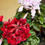 Set of 2 Cyclamen Plants Live, Hardy Cyclamen Plants, Vibrant Blooming Houseplant, 4 Inch Pot for Planting (Mix)