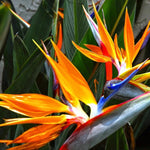 Set 4 Orange Bird of Paradise Plants Live, 4-8 Inch Tall Tropical Plants for Indoor Outdoor Growing